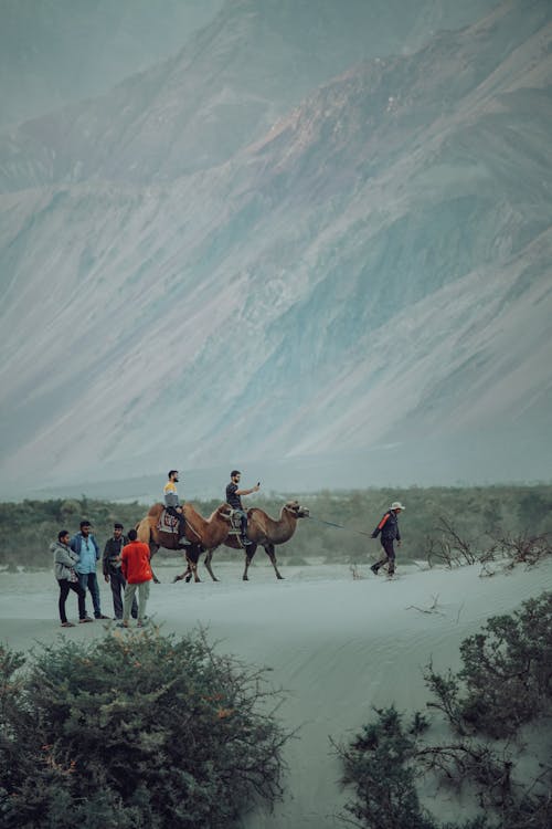 Безкоштовне стокове фото на тему «авантюристи, верблюди, вертикальні постріл» стокове фото