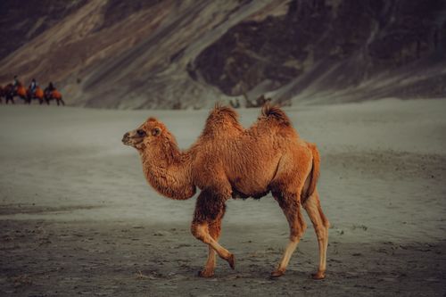 Free A Bactrian camel walking alone in a desert landscape with distant camels and riders visible. Stock Photo