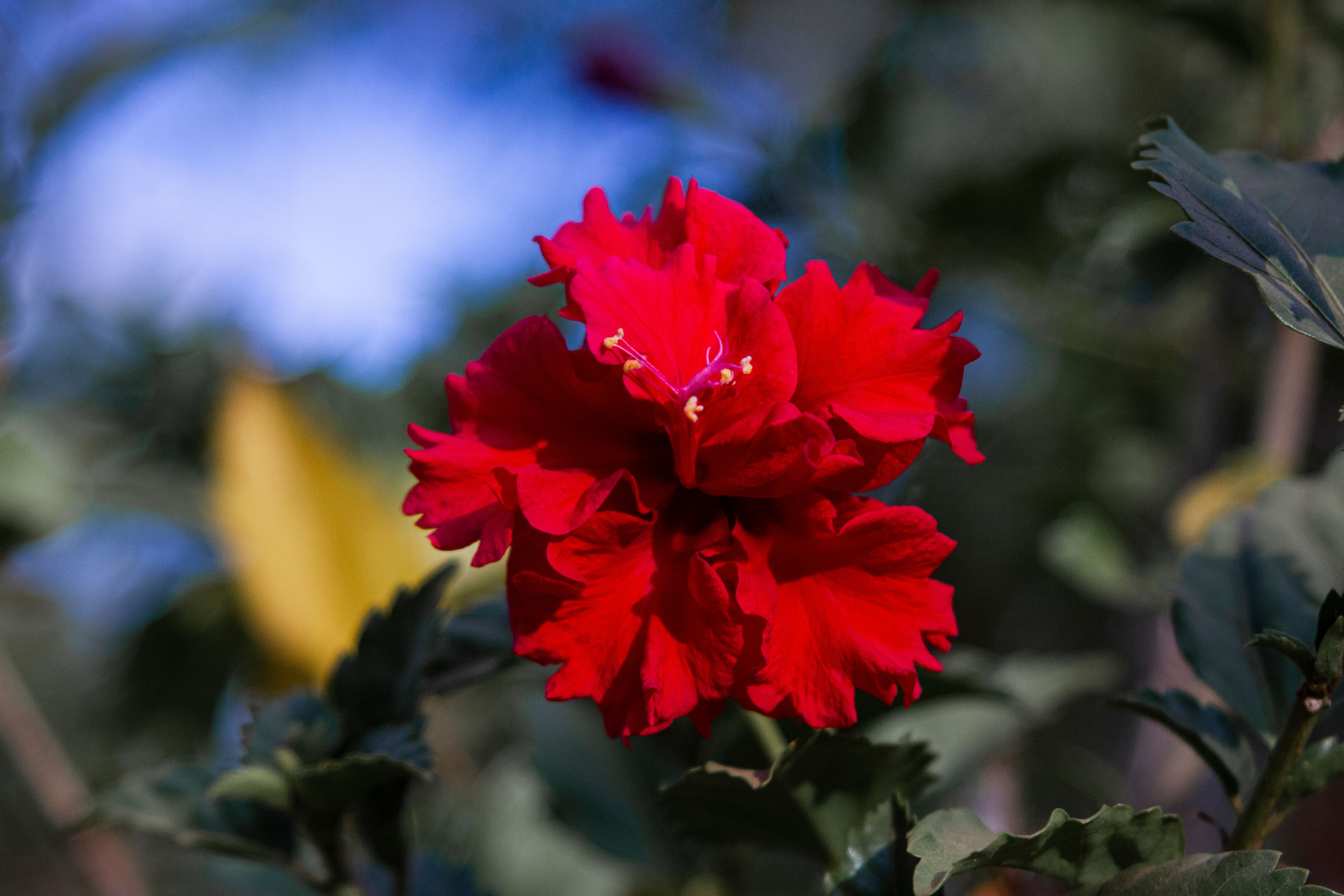 Close-up of a vibrant red Hibiscus flower blooming in Beatrice, Zimbabwe.