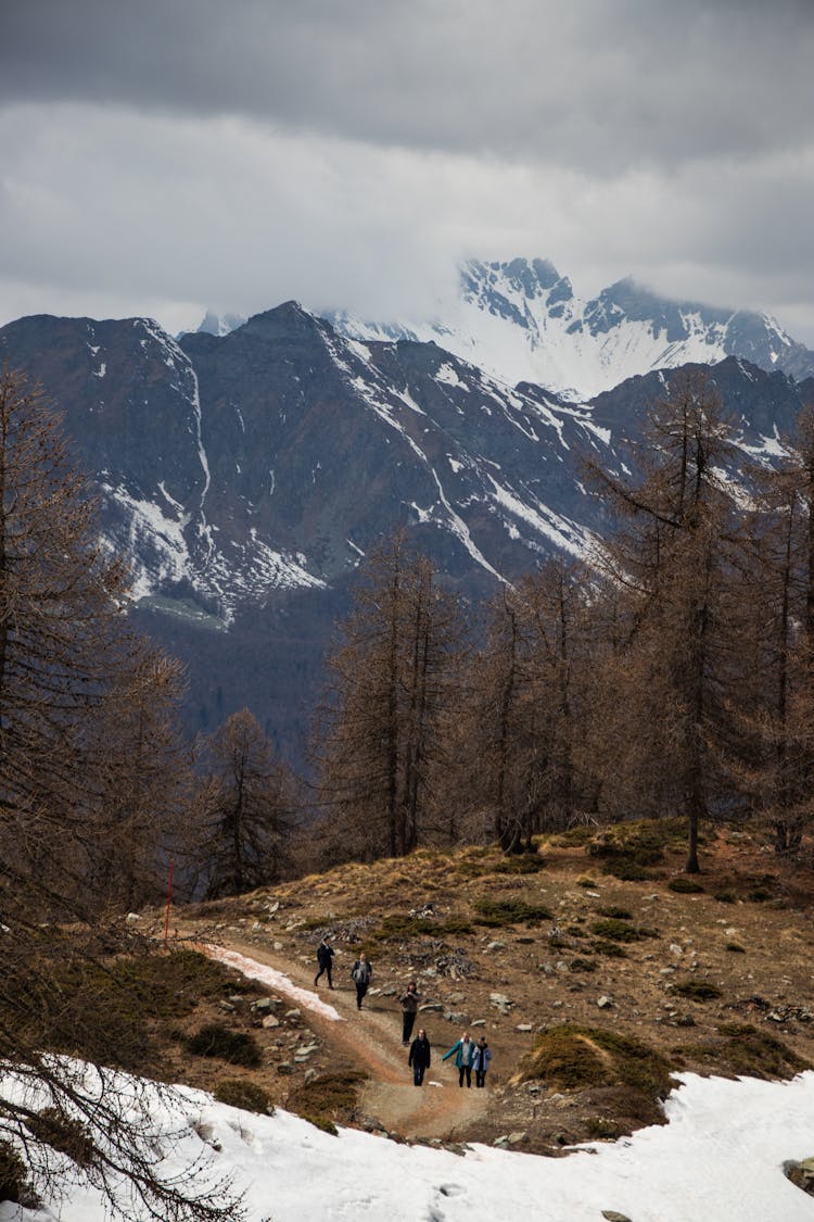 People Walking Near The Brown Trees