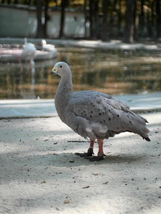 Gratis stockfoto met aarde, aviaire, beest