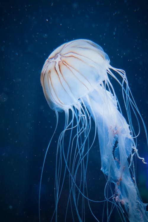 Free Close-up Photo of White Jellyfish Stock Photo