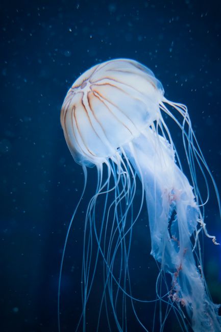 Elegant jellyfish floating gracefully in a Miami aquarium.