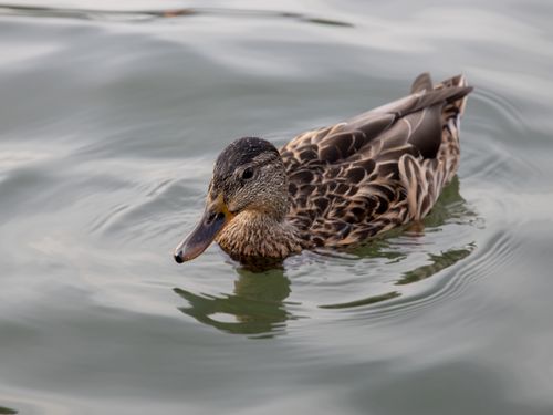 Free A detailed view of a mallard duck floating gracefully on calm water. Stock Photo