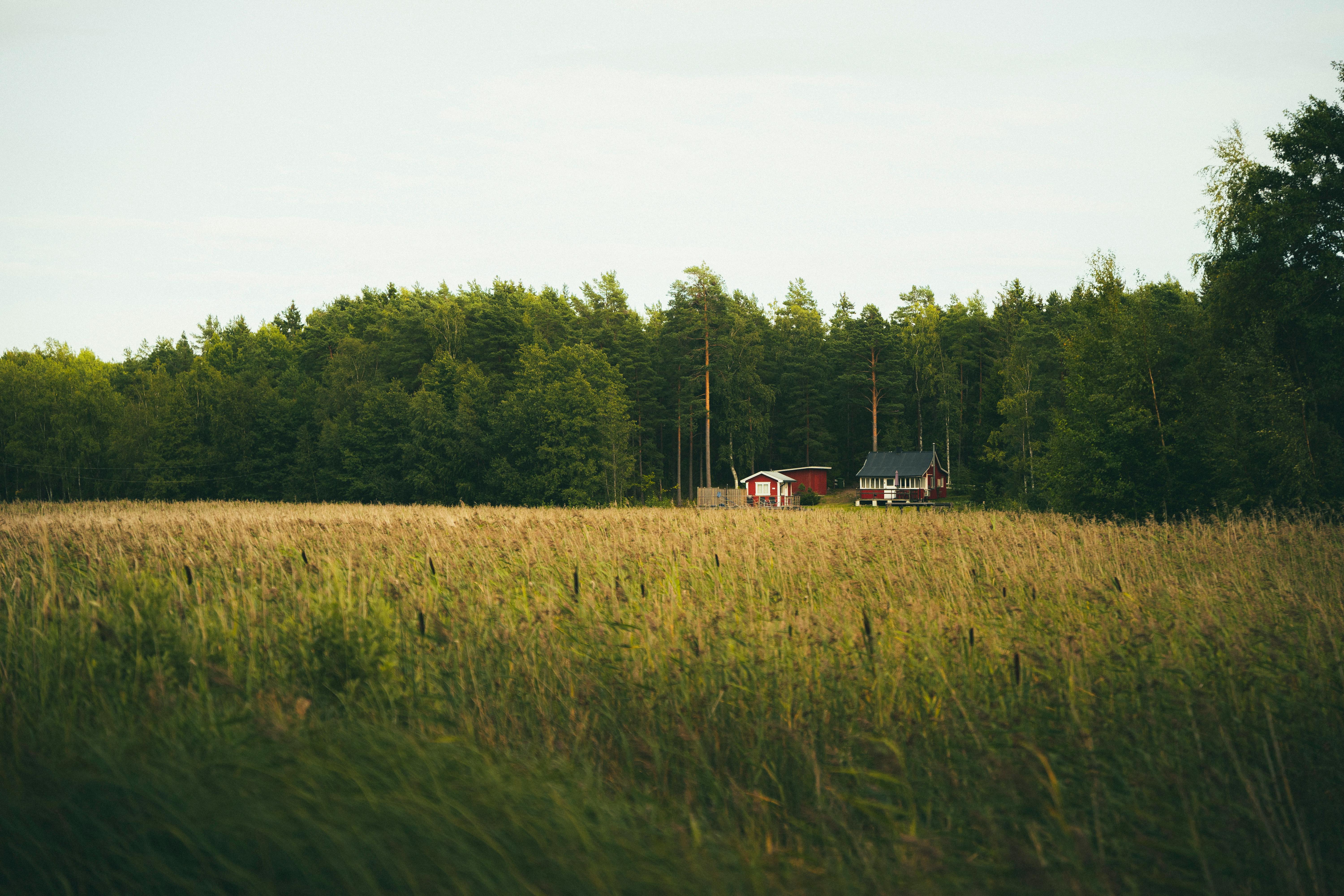 A serene meadow with a red house near a dense forest in summer.