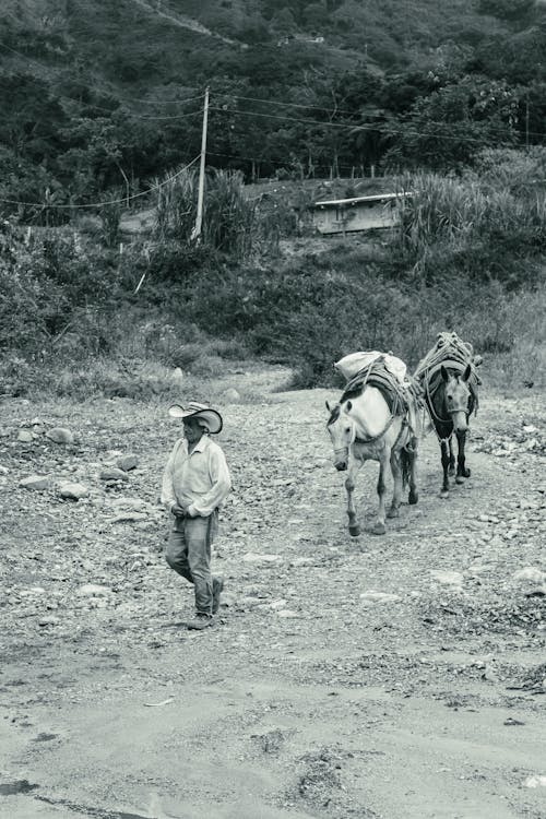 Man Leading Pack Animals