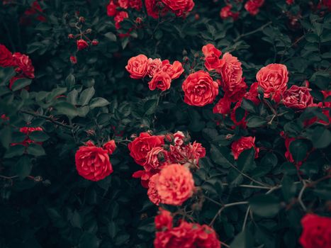 Captivating close-up of red garden roses in full bloom, showcasing nature's beauty.
