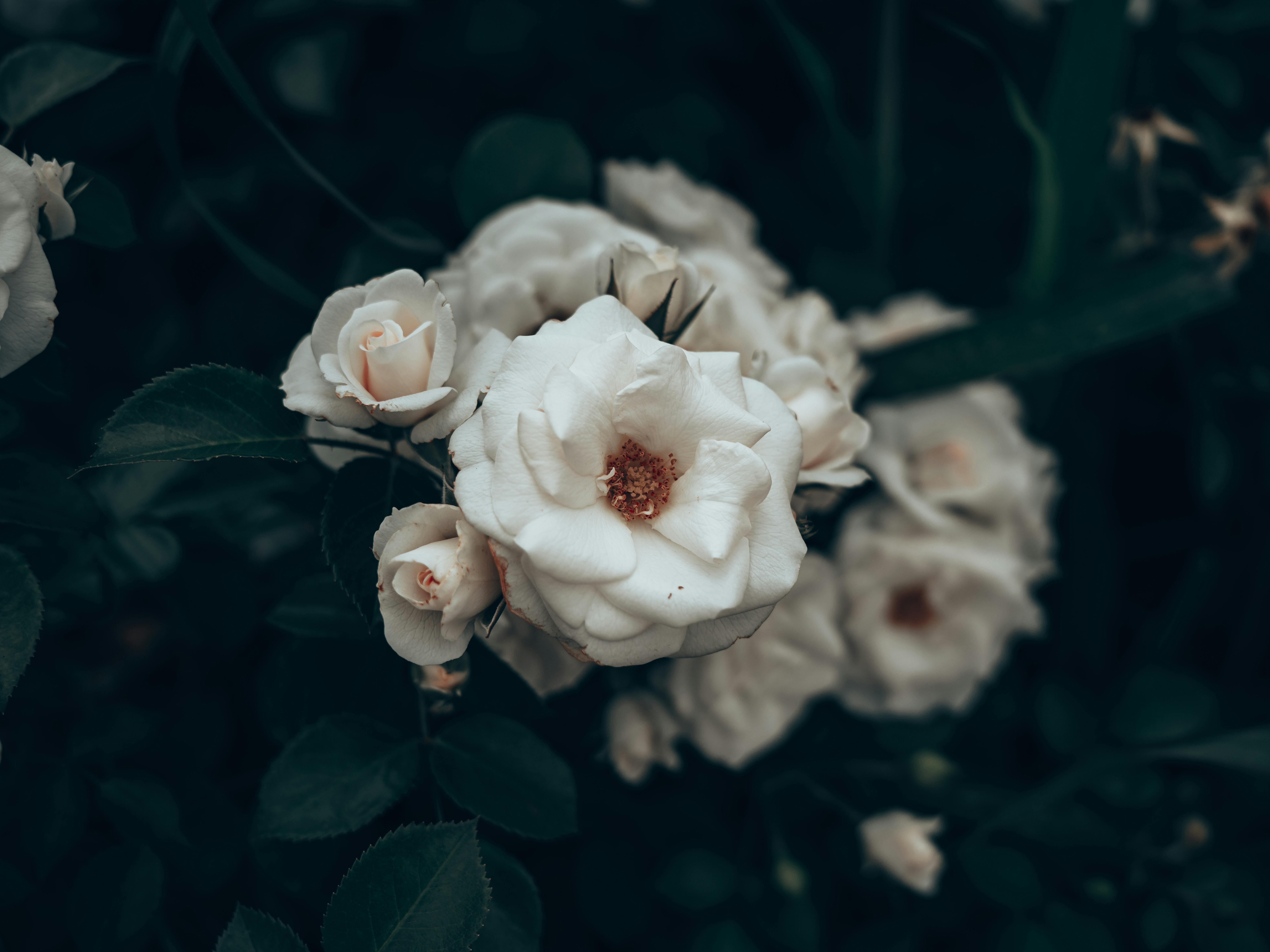 Close-Up Shot of Roses in Bloom · Free Stock Photo
