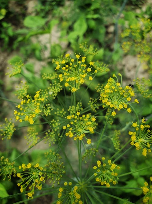 Základová fotografie zdarma na téma anethum graveolens wisconsin, detail, kopr