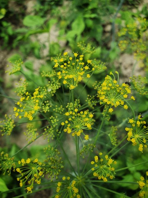 Free Vibrant close-up of yellow dill flowers with vivid green foliage. Stock Photo