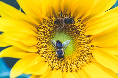 Black and Yellow Bee on Yellow Sunflower