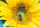 bees