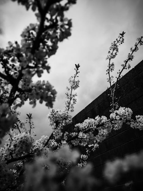 Grayscale Photo of Cherry Blossoms Blooming on Tree