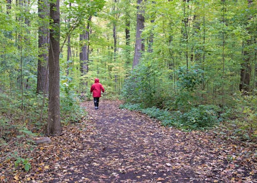 Immagine gratuita di alberi, camminata nordica, foresta