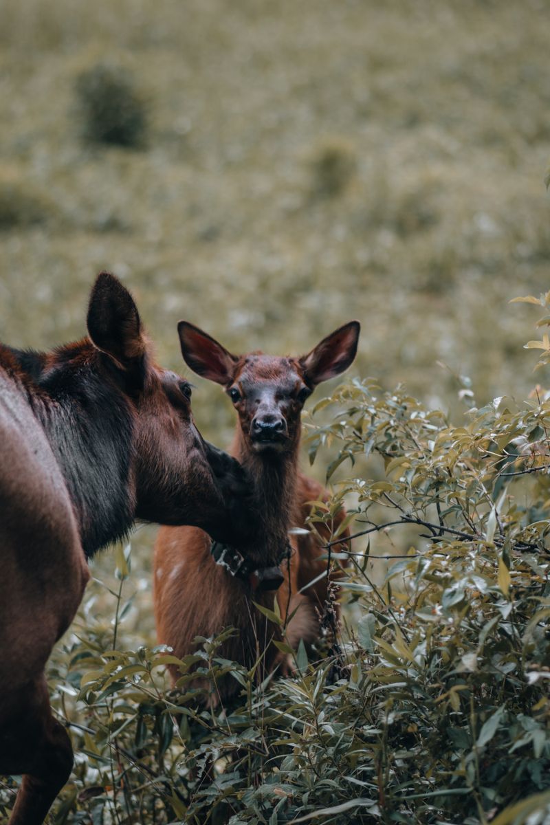 Close-up of two deer interacting in a lush forest setting, conveying a peaceful and natural atmosphere.