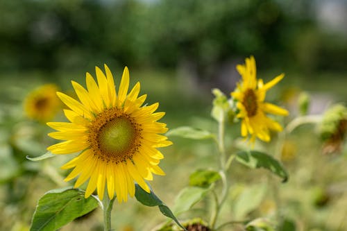 Sunflowers in Close Up Photography