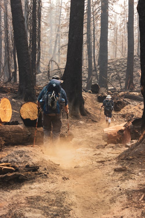 Manusia Memegang Detektor Logam Berjalan Di Hutan Pada Siang Hari