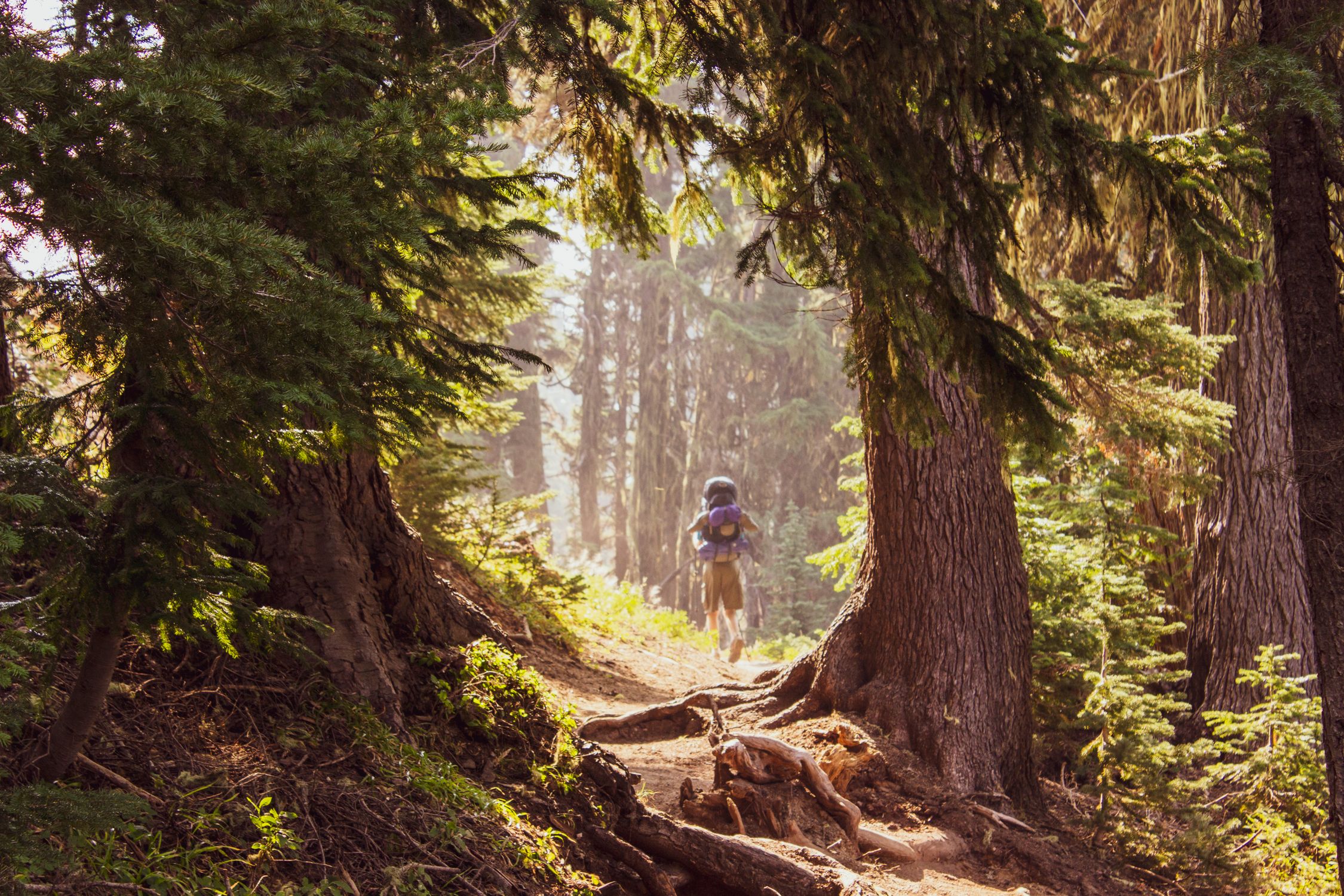A lone hiker walks through a sunlit forest trail surrounded by tall conifers in autumn.