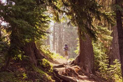 Free A lone hiker walks through a sunlit forest trail surrounded by tall conifers in autumn. Stock Photo