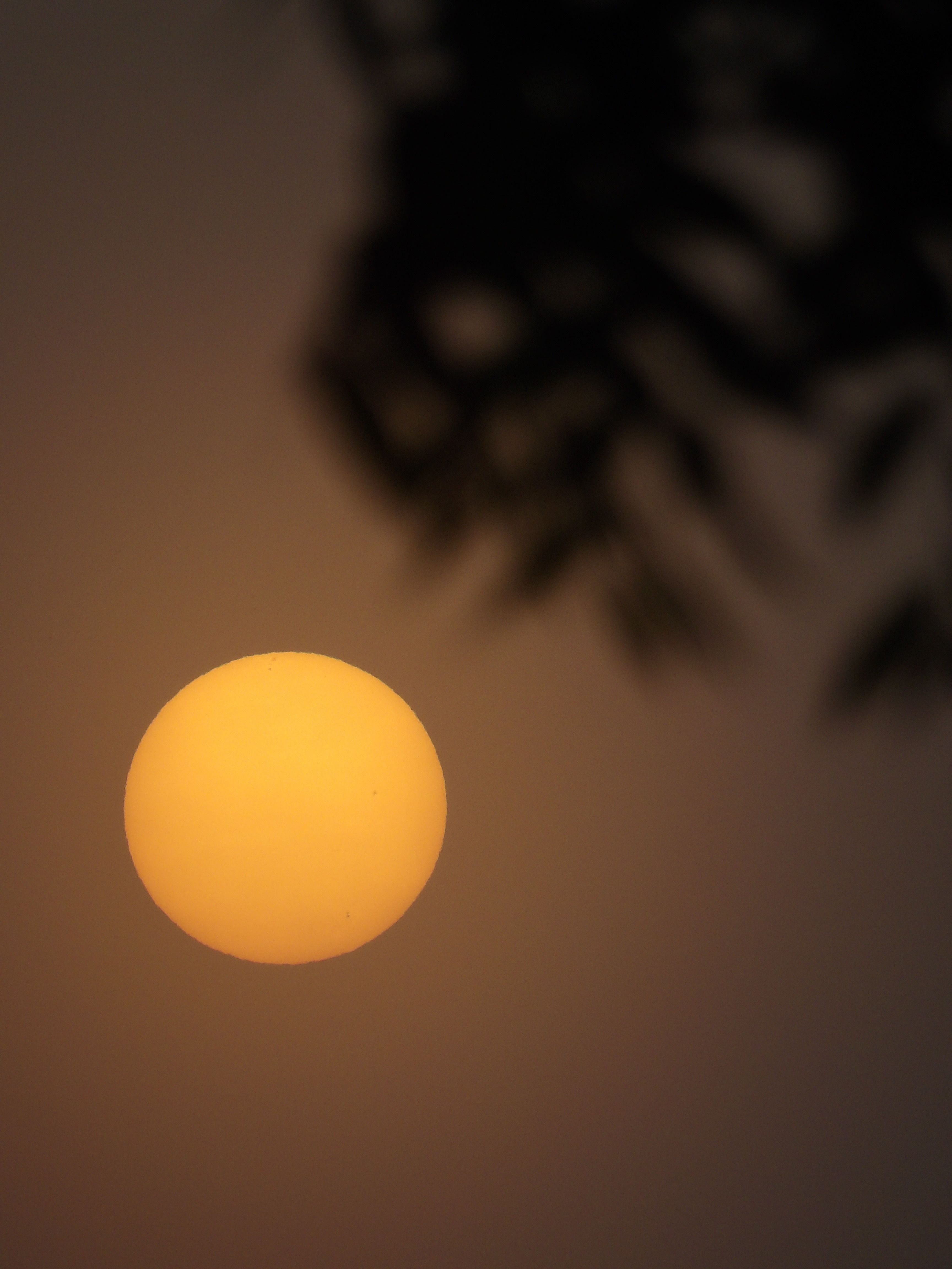 Beautiful sunset with silhouetted leaves creating a peaceful scene.