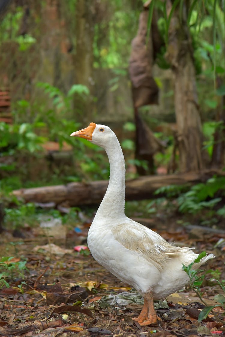 White Duck In Woods