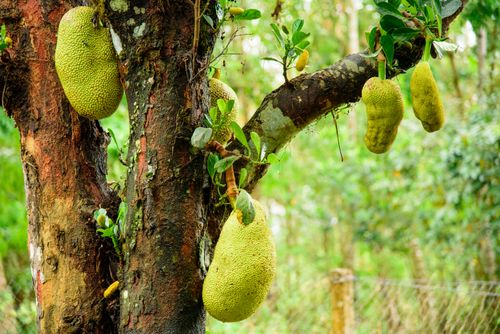 Free Close-up view of jackfruits growing on a tree, showcasing vibrant greenery and natural texture. Stock Photo