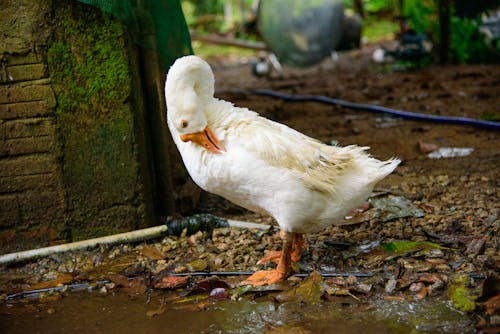 White Pekin Duck on Brown Concrete Ground