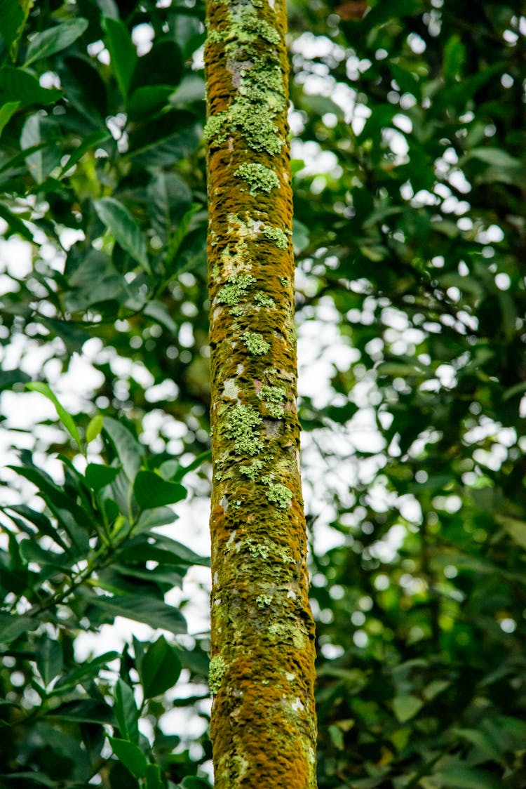 Tree Trunk In Moss In Forest