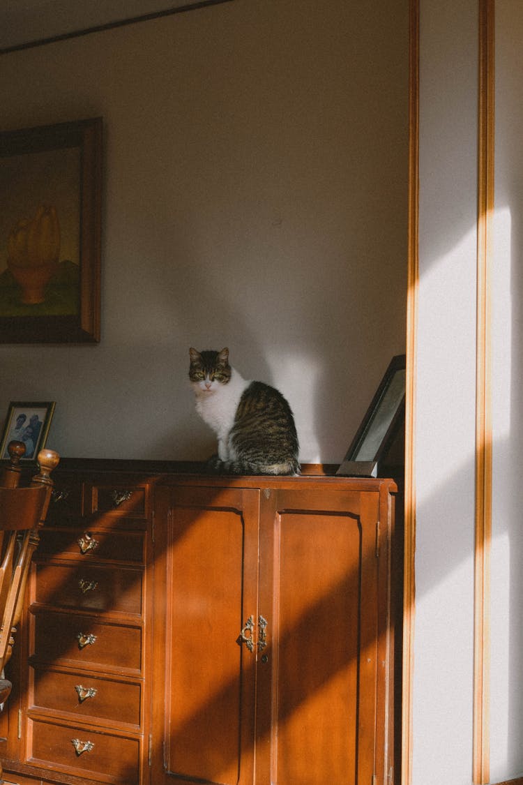 Cat Sitting On A Wooden Dresser