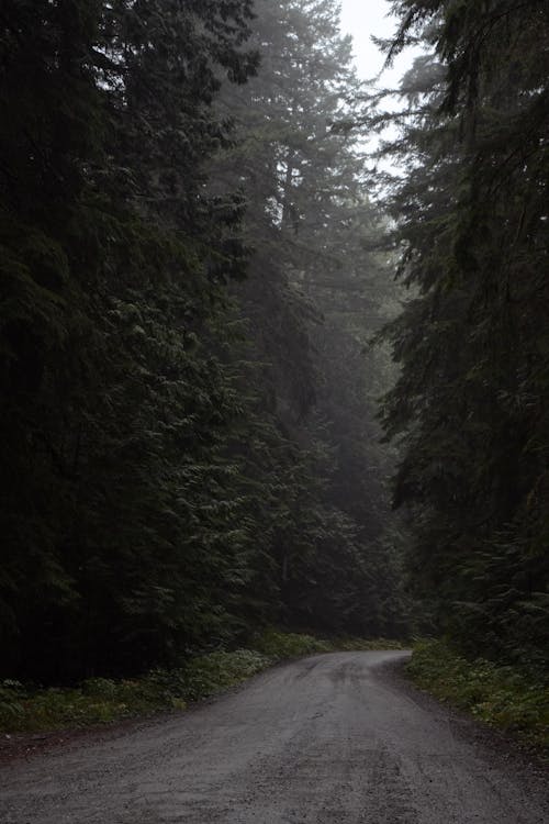 Photo of Dirt Road surrounded by Trees
