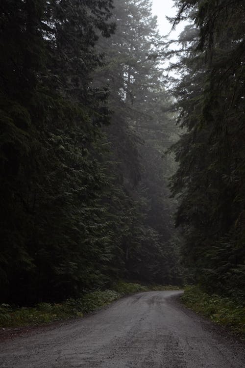 Imagine de stoc gratuită din arbori, arbori veșnic verzi, atmosferă sumbră