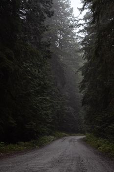 A winding dirt road through an evergreen forest, shrouded in mist.
