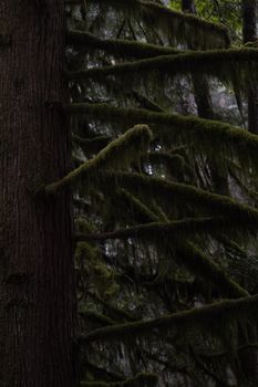 Lush moss drapes over tree branches in a misty, dense forest setting.