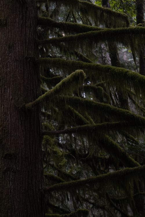 Free Lush moss drapes over tree branches in a misty, dense forest setting. Stock Photo