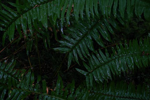 Macro shot of lush green fern leaves with dewdrops in a forest setting.