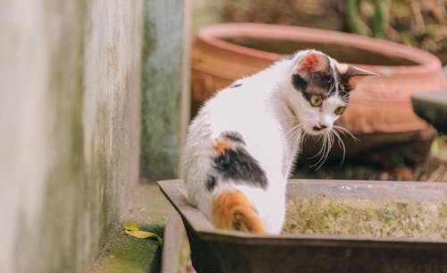 Free Short-fur Cat Stock Photo