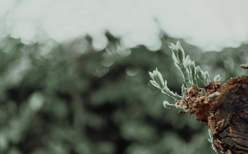 植物生长的浅景深摄影