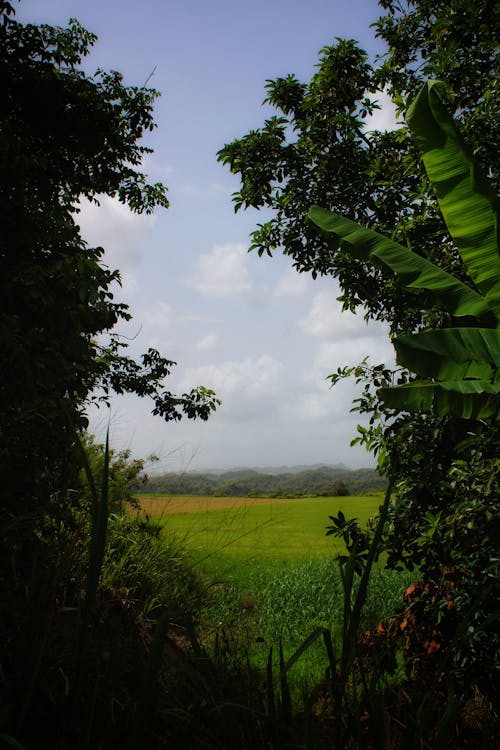 Green Trees on Green Grass Field