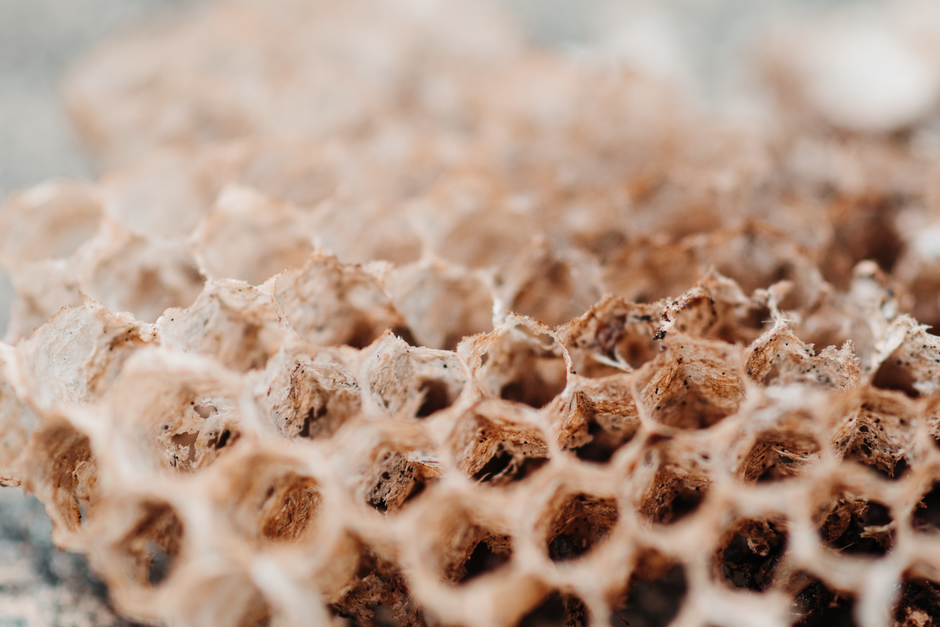 cross-section of a honeycomb shade showing air pockets for sound insulation - noise cancelling window treatments cross-section of a honeycomb shade showing air pockets for sound insulation - noise cancelling window treatments