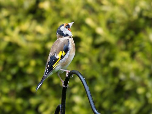 Free A vibrant goldfinch is perched on a metal rod with a blurred green background outdoors. Stock Photo