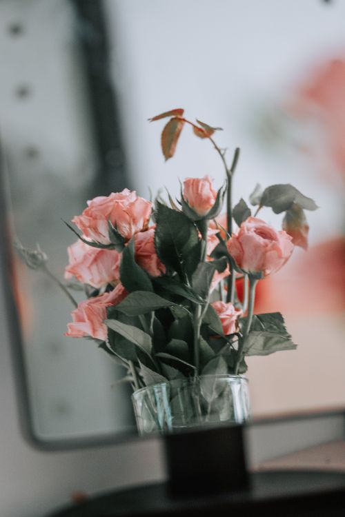 Free Charming pink roses beautifully arranged in a glass vase, perfect for home decor inspiration. Stock Photo