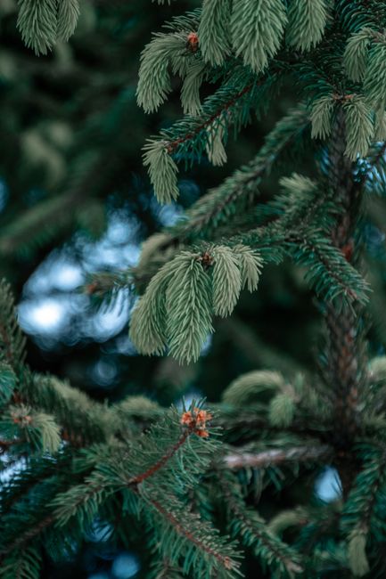 Detailed view of coniferous evergreen tree branches with needle-like leaves.