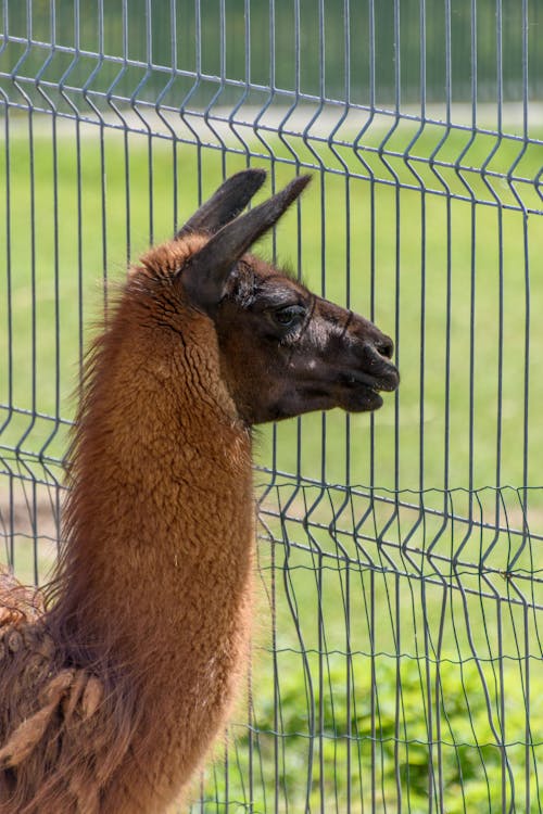 Alpaca Looking Through Fence