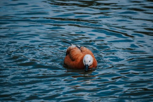 Free A serene ruddy shelduck gliding across a calm lake, capturing the essence of wildlife. Stock Photo
