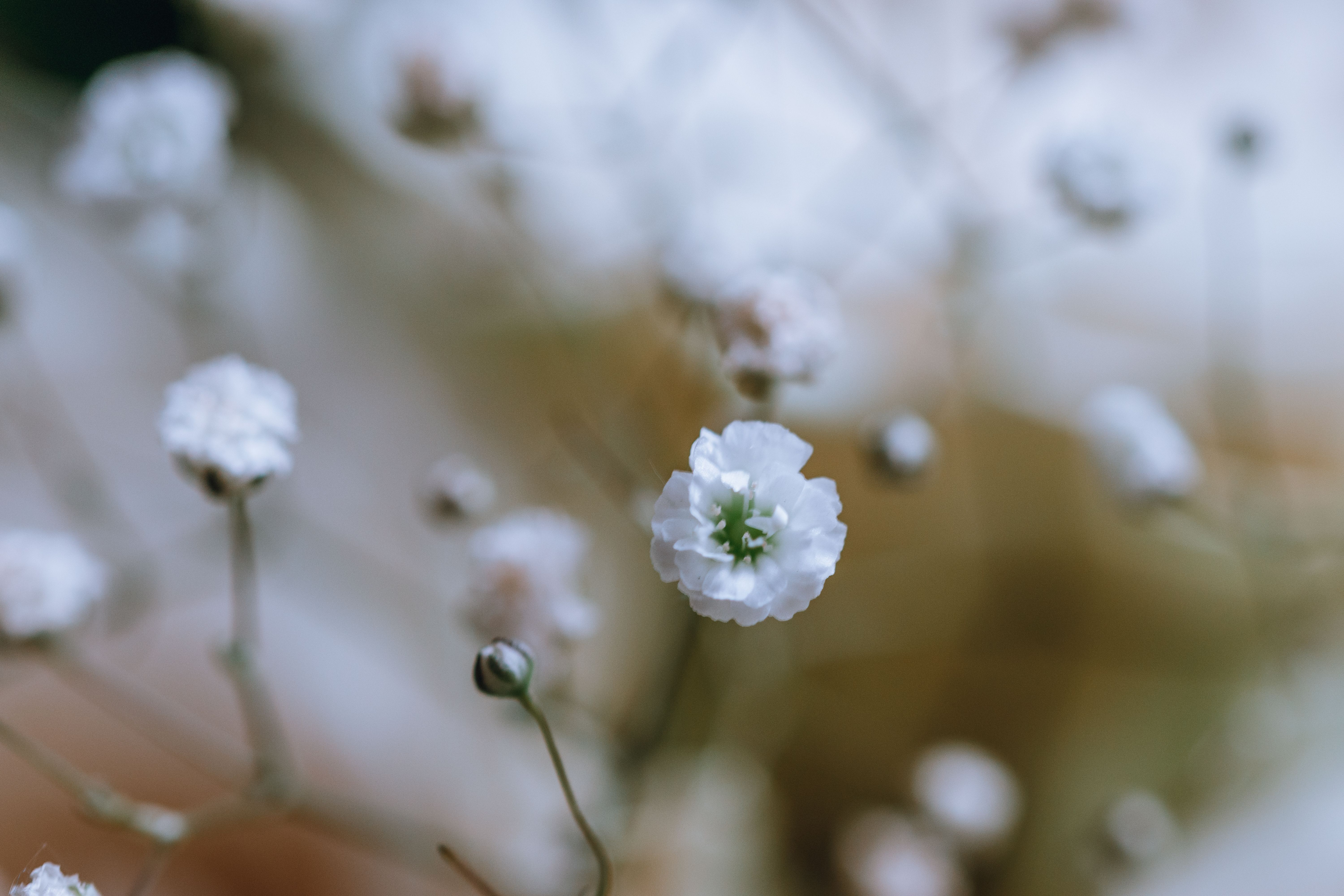 Gratis arkivbilde med 'små blomster', babyens pust, babyer pusten Arkivbilde