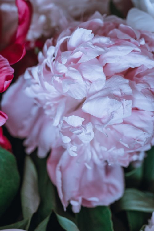 Free Detailed close-up of a vibrant pink Chinese peony in full bloom, capturing its delicate petals. Stock Photo