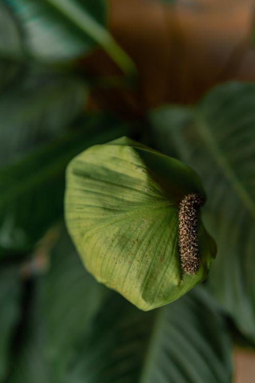 Free A detailed look at a green tropical leaf with a seed pod, evoking the lush beauty of nature. Stock Photo