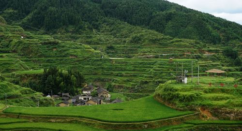 Free Scenic view of green terraced fields and small village in Qingyuan, China. A tranquil rural landscape. Stock Photo