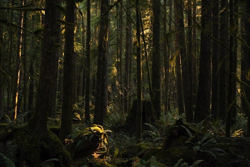 Základová fotografie zdarma na téma dřevo, krajina, les