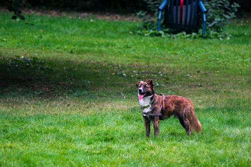 Photograph of a Brown and White Dog on Green Grass